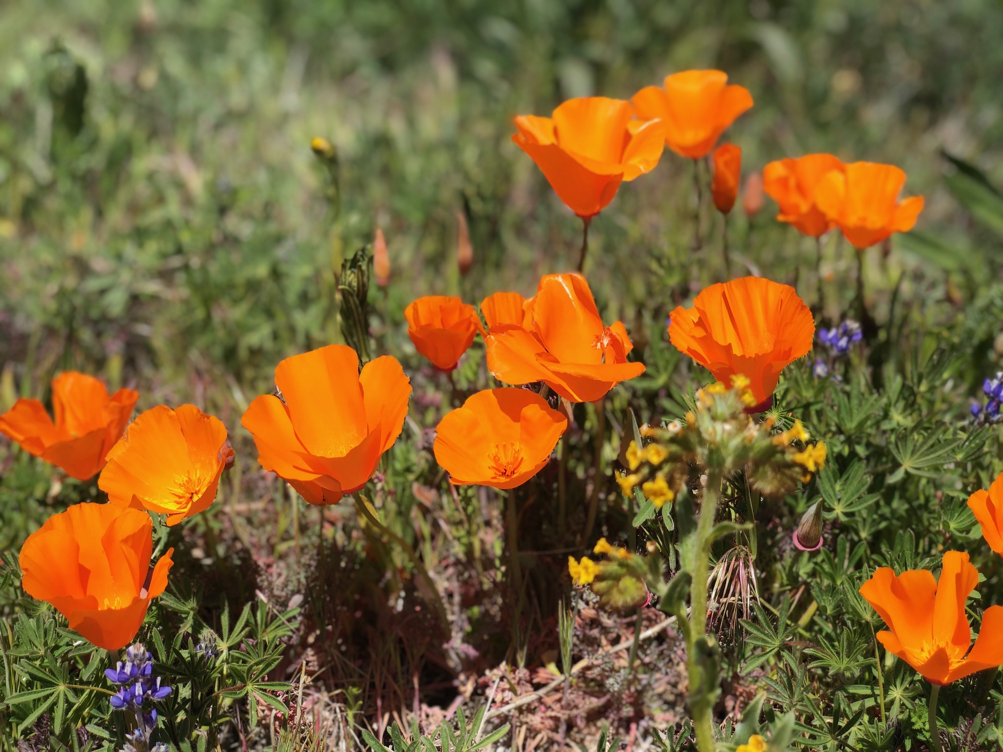 Photos: After Winter’s Onslaught of Storms, It’s Wildflower Showtime in