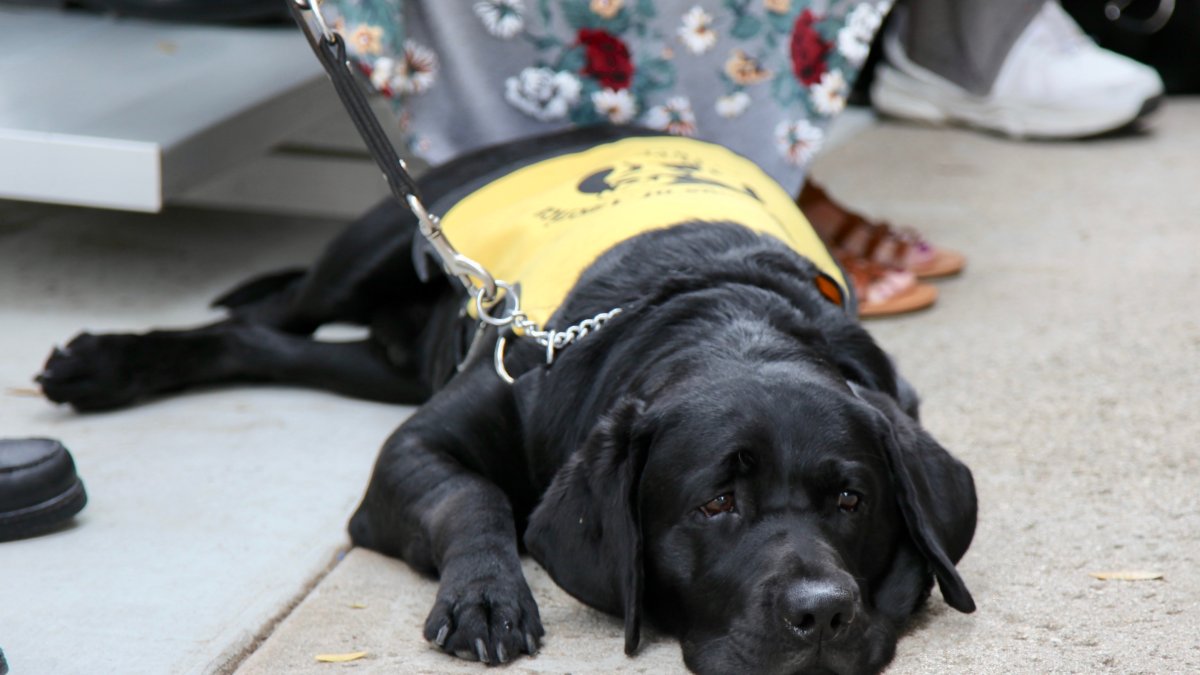 can i volunteer to train service dogs