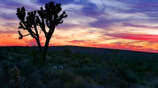 51551648CA002_joshua