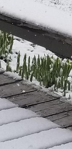 Https Www Nbclosangeles Com News 15 Year Old Girl Shot And Killed While Waiting For Food With Her Mother In South La 47181 2018 04 29t20 56 41 00 00 Https Www Nbclosangeles Com News Magnitude 25 Earthquake Jolts Loma Linda Early Saturday