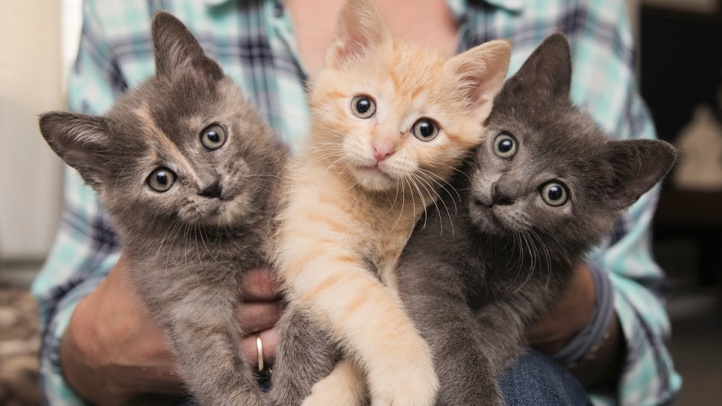 Https Www Nbclosangeles Com News Local Clearing The Air Smoking