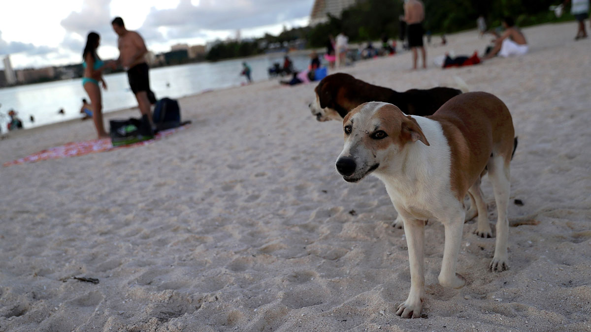 Guam Struggles to Deal With Island’s 25,000 Stray Dogs NBC Los Angeles