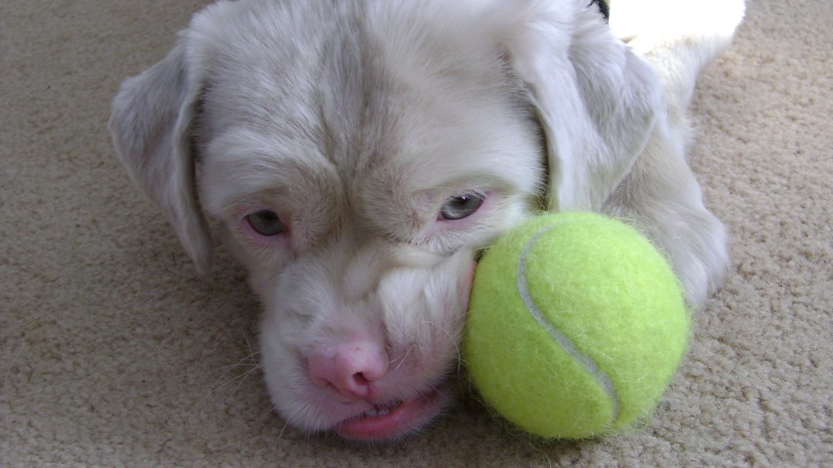 NBC Los Angeles reports that LA has approved a temporary moratorium on dog breeding permits. NBC Los Angeles reports that LA has approved a temporary moratorium on dog breeding permits.
