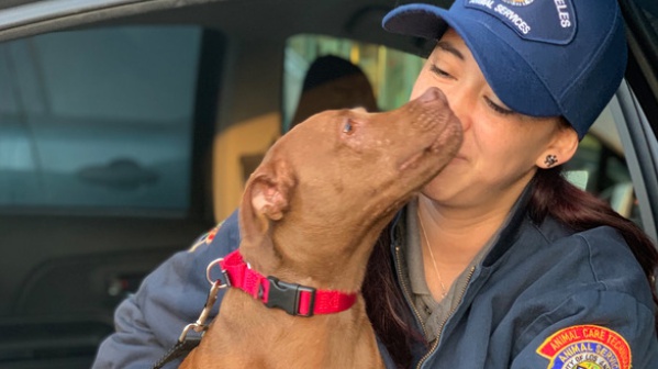 ACO and dog in car