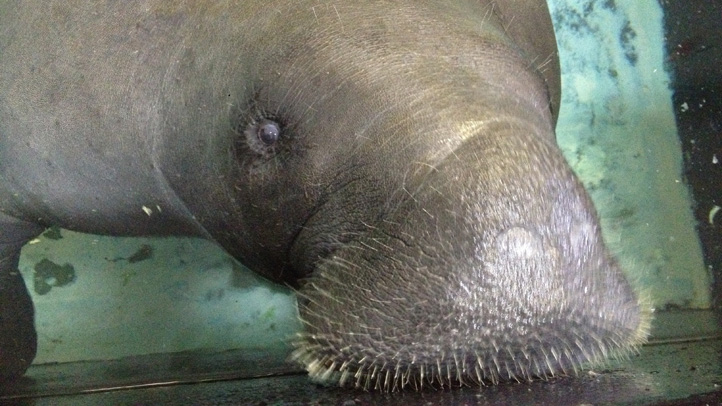 Elderly Manatee