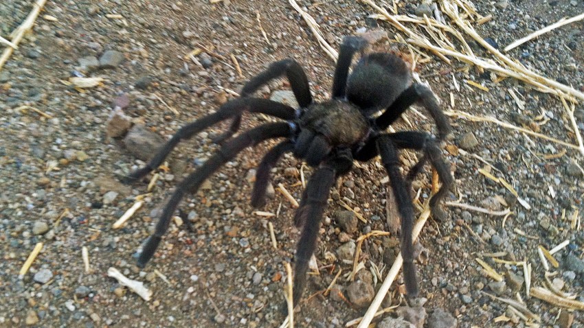 Hikers Warned as Tarantula Mating Season Begins – NBC Los Angeles