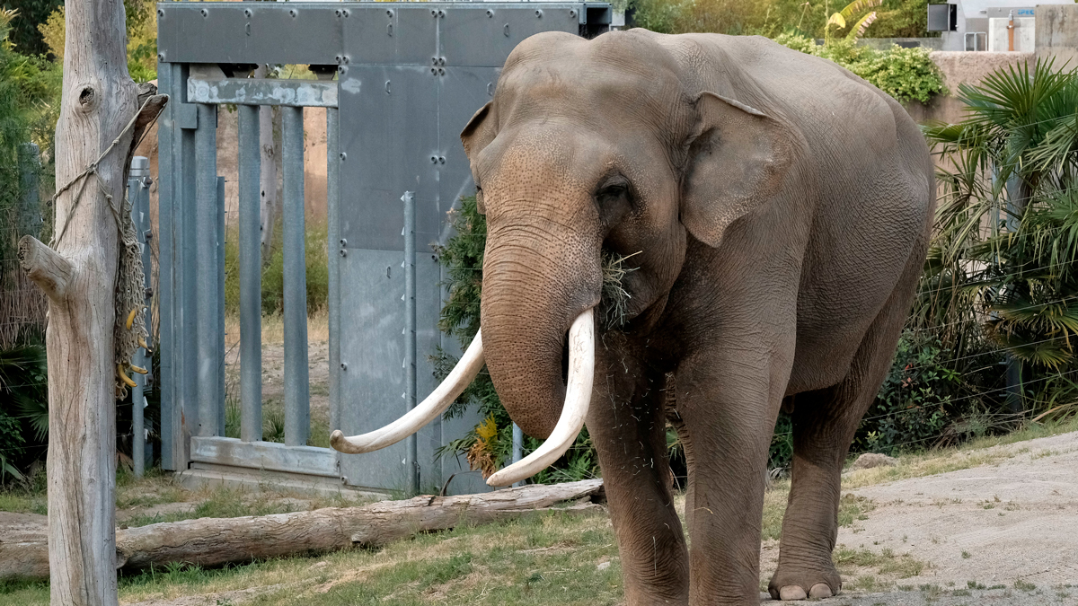 LA Zoo Elephants to Move to Tulsa Amid Controversy