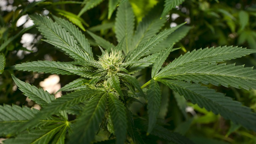 California Marijuana