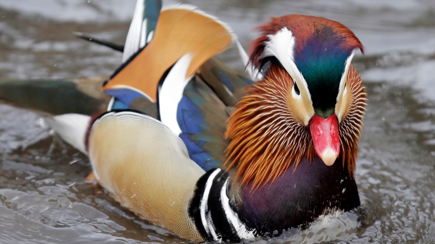 Central Park Duck Craze