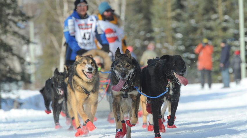 Iditarod Trail Sled Dog Race