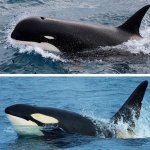 Killer Whale
