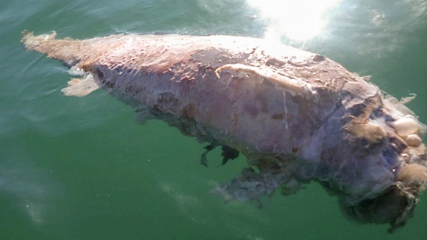 Mexico Endangered Porpoise