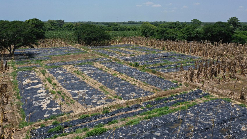 Colombia Bananas At Risk
