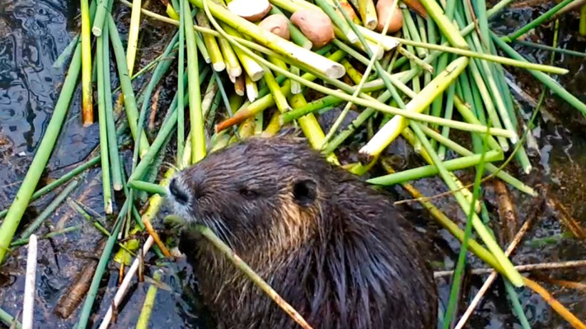 Swamp Rodent Invasion