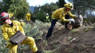 A fire prevention crew hauls away sections of a tree