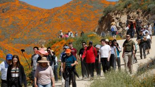 people walk among wildflowers in bloom in Lake Elsinore, Calif.