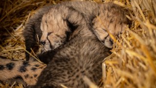 This undated photo provided by the Columbus Zoo and Aquarium shows two cheetah cubs.