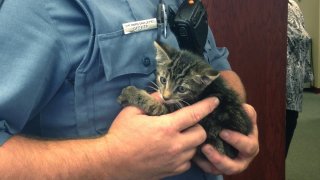 Kitten Bridge Rescue