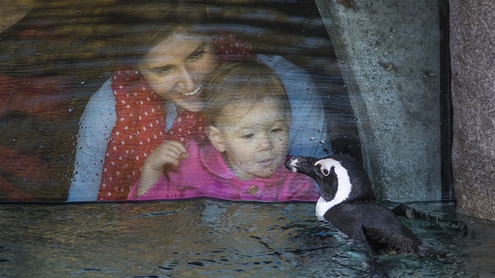 Taking a Peek at New Penguins at San Diego Zoo