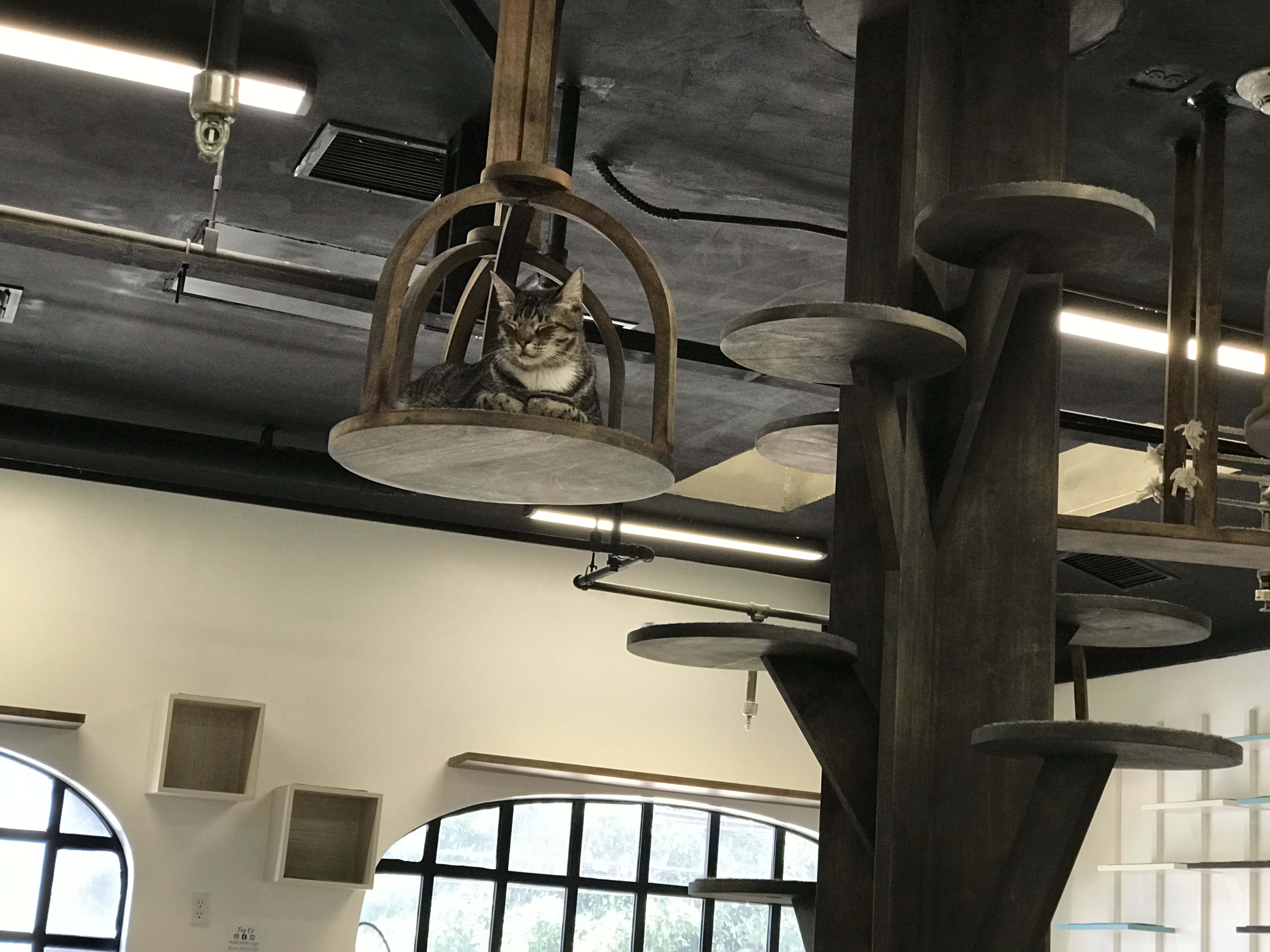 PHOTOS The Cat Cafe a Purrrrfect Place to Grab a Coffee PHOTOS The Cat Cafe a Purrrrfect Place to Grab a Coffee