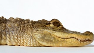 Alligator-Stock-Image