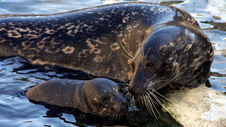 AquariumPacificSealBaby