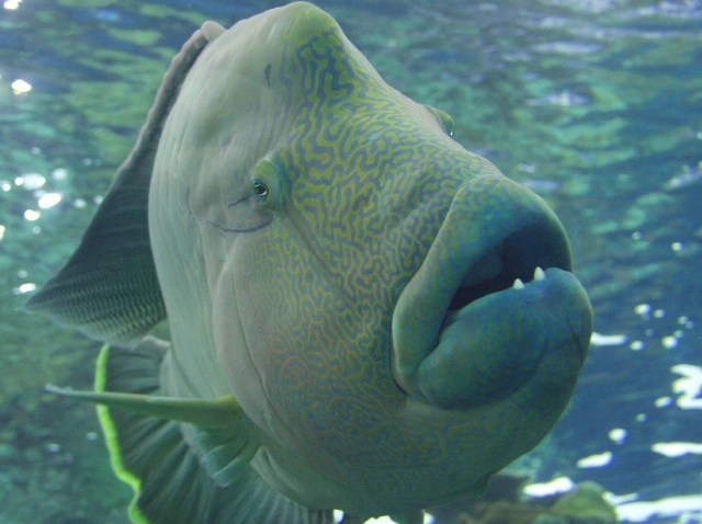 AquariumofthePacificFish