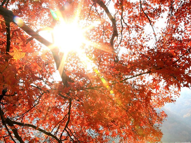 Autumn-Leaves-Sun-83911127