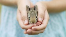 Baby Bunny Rabbit