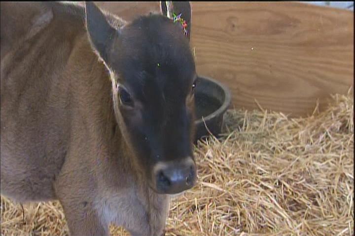 Animals Rescued From Alleged Backyard Butcher In Santa Clarita