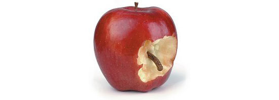 Bad-Rotten-Apple-2-thumb-550xauto-63100