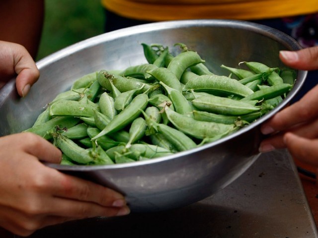 Beans_88520396