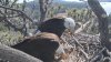 What's next for Big Bear bald eagle Shadow after mate Jackie's death?