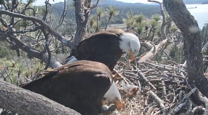 Watch Two Eagle Chicks Hatch In A Mountain Nest Near Big