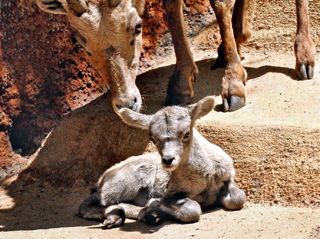 Big Horn Sheep-Mom Baby 4-26-10_Tad Motoyama 7474