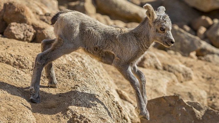 BigHorn_002_sd