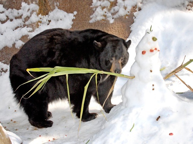 Black Bear-Snow Days-2-13-10_Tad Motoyama 1643