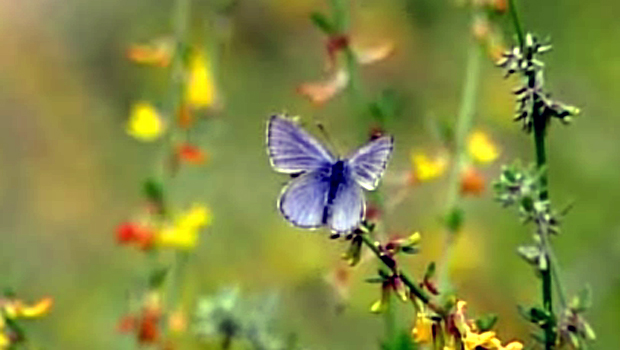BlueButterfly01