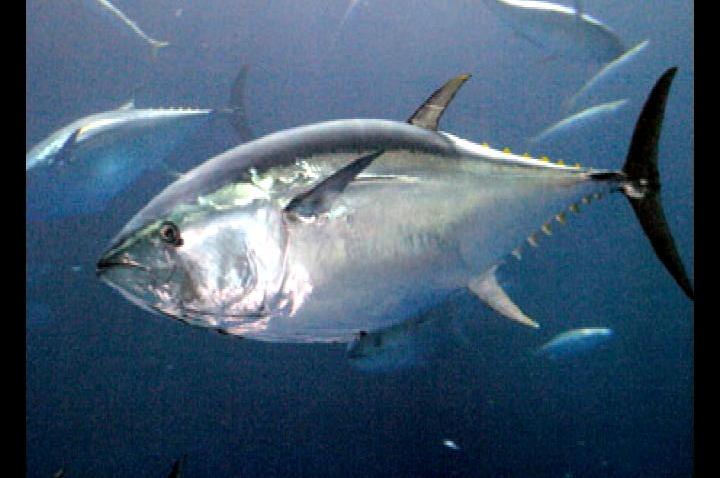 Bluefin Tuna