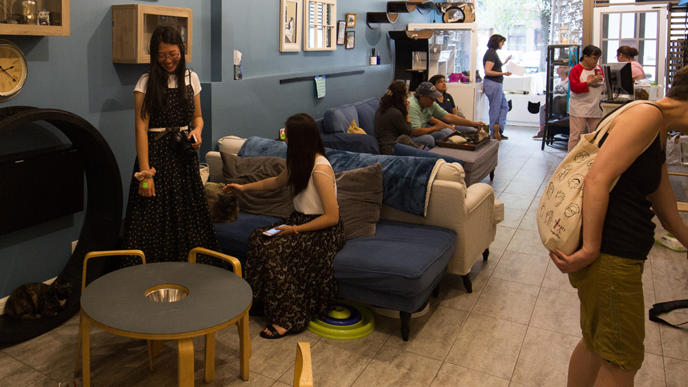 Cat Cafes New Purrfect Paradises For At Risk Shelter Cats Nbc Los Angeles