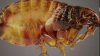 Public Health warns of rising flea-borne typhus cases amid Santa Monica outbreak