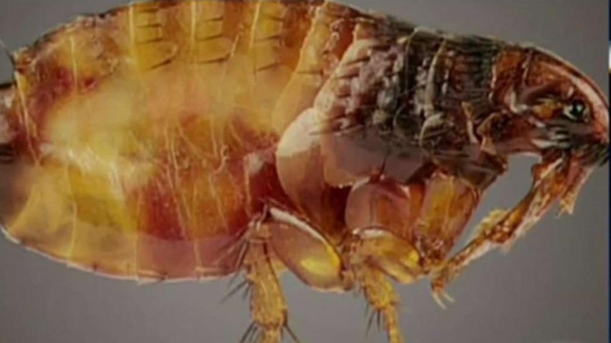 Public Health warns of rising flea-borne typhus cases amid Santa Monica outbreak – NBC Los Angeles