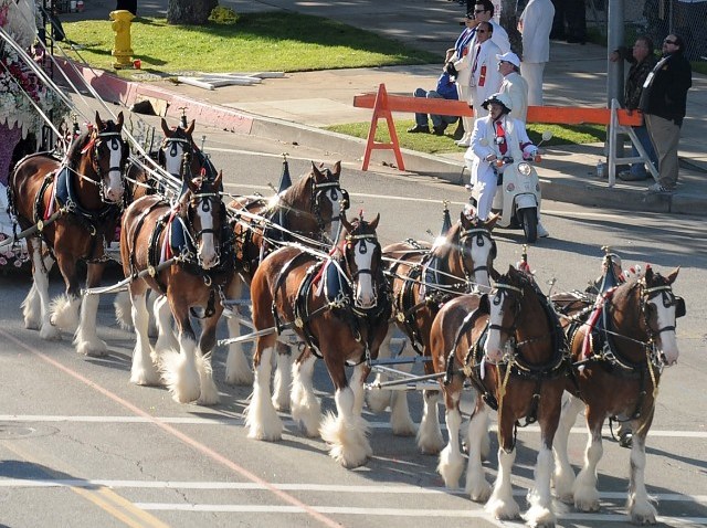 BudweiserClydesdales_95522944