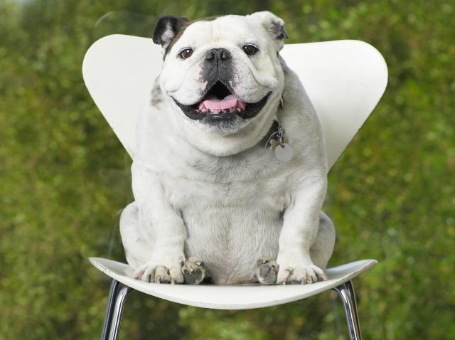 BulldogChair