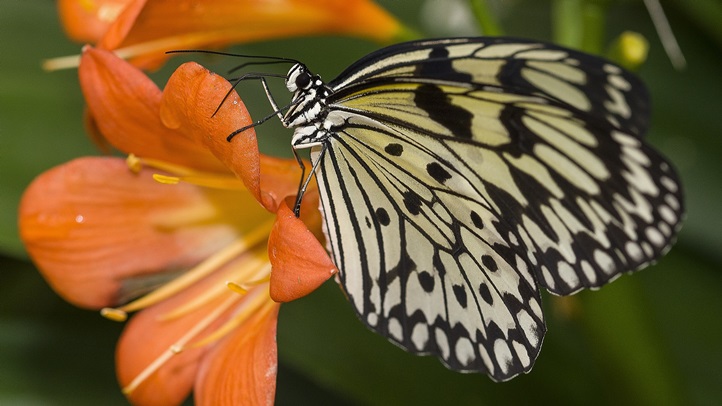 ButterflyJungleImportation_2_large