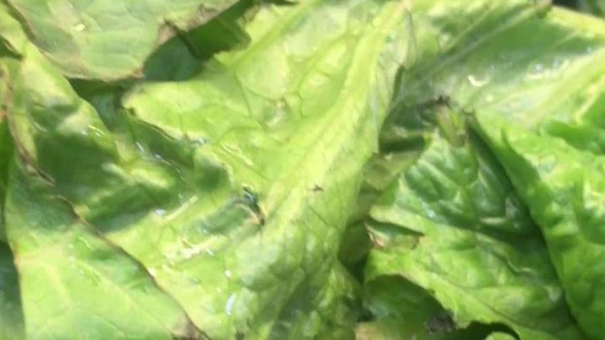 CDC_Expands_Warning_on_Romaine_Lettuce