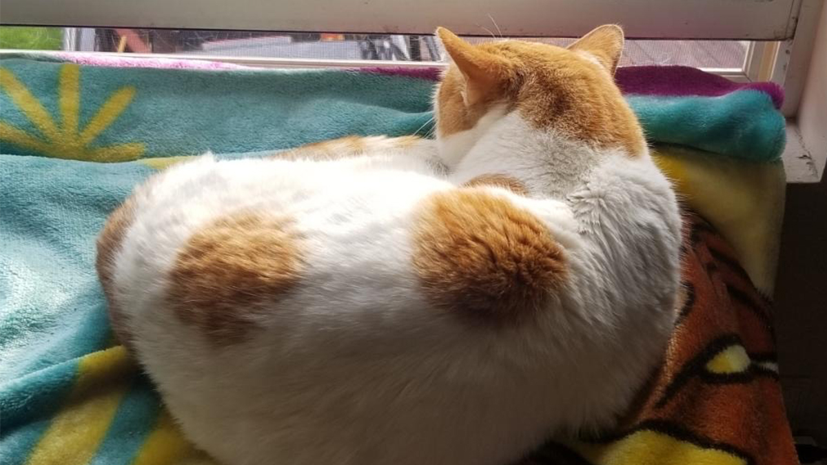 A Riverside County Animal Rescue Is Raising Money To Give Chance