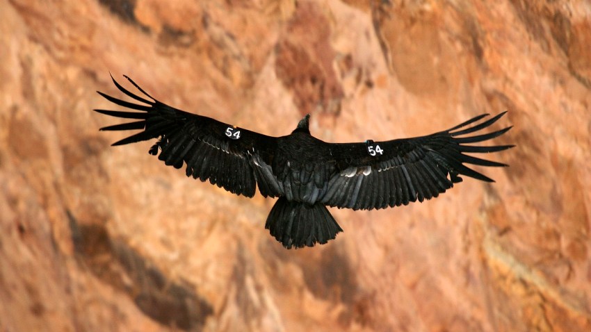 California Condor May 2019