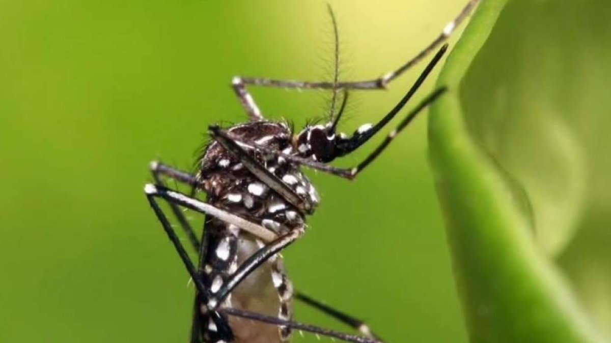 NBC LA - Aedes ankle-biter mosquitoes are invading