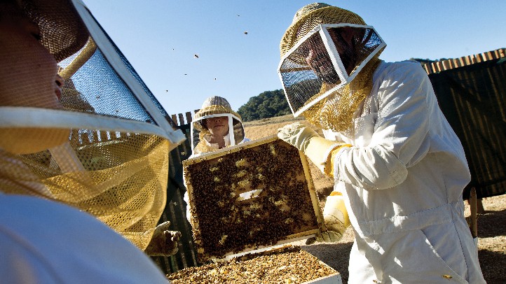 CarmelValleyRanchBees